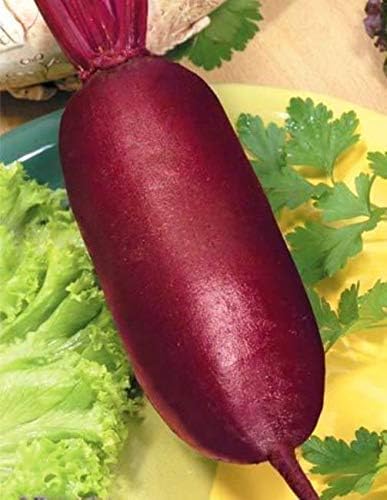 Seeds Vegetable Beet Rival Red Long Beetroot Heirloom for Canning - 100 Seeds