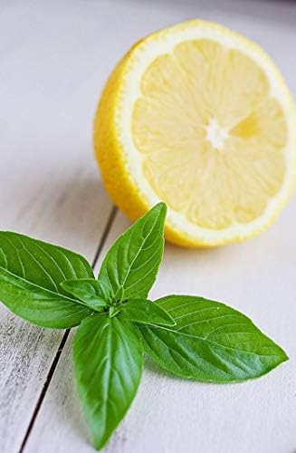 Seeds Indoor Lemon Basil Green Herbs Heirloom for Planting Non GMO 500 Seeds