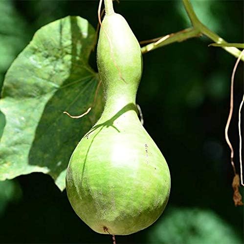 Bottle Gourd Seeds – Lagenaria Siceraria | Annual | Fast-Growing, High-Yielding & Edible/Ornamental Variety