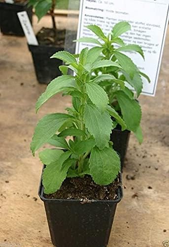 50 Seeds / Organic Stevia Rebaudiana Sweet Leaf Sugar Herb Flower Seeds