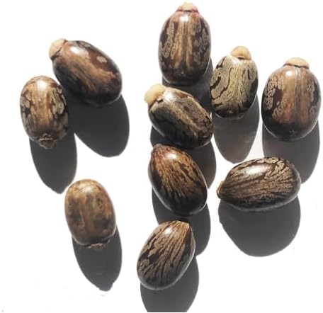 Castor Plant Seeds (Ricinus communis) 30 Seeds (6 Grams) - Mole Plant, African Wonder Tree, Mole Bean Plant by Smoke Camp Crafts