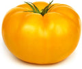 Yellow Beefsteak Tomato 0.25Oz ~2,500 Seeds – Non-GMO, Heirloom, Indeterminate – Large 1–2 lb Fruits – Open-Pollinated Slicing Tomatoes for Garden Beds & Greenhouses – 85 Days to Maturity
