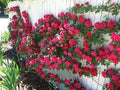 Generic Fresh 100pcs Rose Flower Seeds for Planting Dark Pink Blue