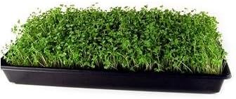 Red Russian Kale Seeds: 4 Oz - Non-GMO Vegetable Garden & Microgreens Growing Seeds - Micro Leafy Greens
