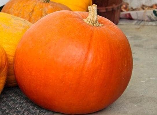 Pumpkin Big MAX Great Heirloom Vegetable by Seed Kingdom (1 Oz Seeds)