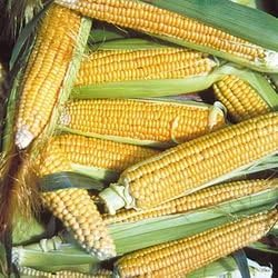 Corn Golden Bantam 8 Open Pollinated Great Heirloom Vegetable by Seed Kingdom Bulk 1/4 Lb Seeds