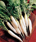 Radish White Icicle Great Heirloom Vegetable Seeds by Seed Kingdom (1/4 Lb Seeds)