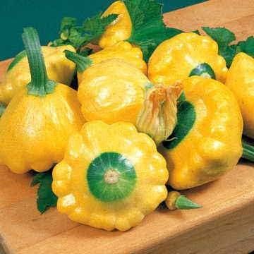 Park Seed Sunburst Hybrid Squash Seeds – Bright Yellow Scalloped Fruits, Mild Buttery Flavor, Perfect for Stuffing or Steaming, High-Yield Compact Plants, Fast 50-Day Harvest, Easy to Grow, Pack of 20