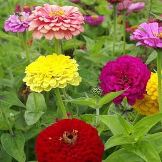 Zinnia Mardi Gras Mix Seeds, Multi-Color Blooms, 2 Packs of 20 Seeds, Garden Flower Collection Plant Seeds in Home or Garden.Limited Supply Order Now!