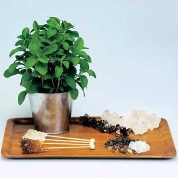 Park Seed Sugarleaf Organic Stevia Seeds, Pack of 50 Seeds