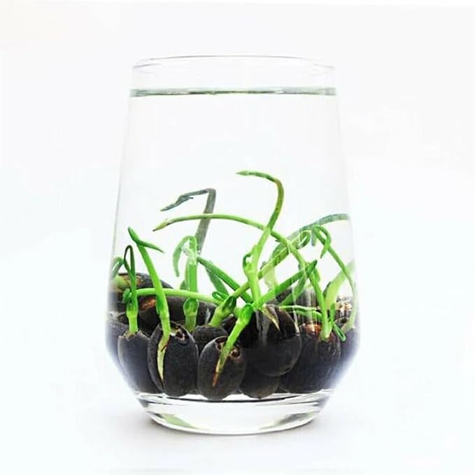 10PCS Bonsai Lotus Seeds for Planting - Mixed Colors Water Lily Flower Seeds