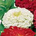 Park Seed Zinnia Seeds, Planting Flowers, Easy to Grow, Non-GMO, Perfect for Spring Garden, Park's Picks White, Pack of 50