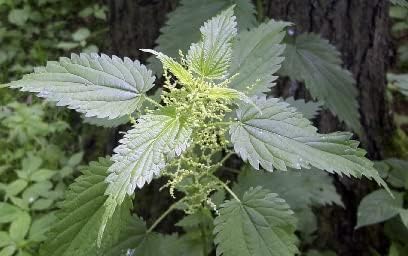 Lost Empire Herbs Stinging Nettle Root (Urtica Dioica) 10:1 Full-Spectrum Water Extract Powder Supplement for Men, Urinary Function (75 Grams)