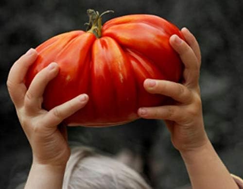 CEMEHA SEEDS - Seeds Red Giant Beefsteak Tomato Indeterminate Non GMO Vegetable for Planting