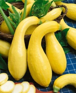Squash Yellow Crookneck Garden Heirloom Vegetable by Seed Kingdom 200 Seeds