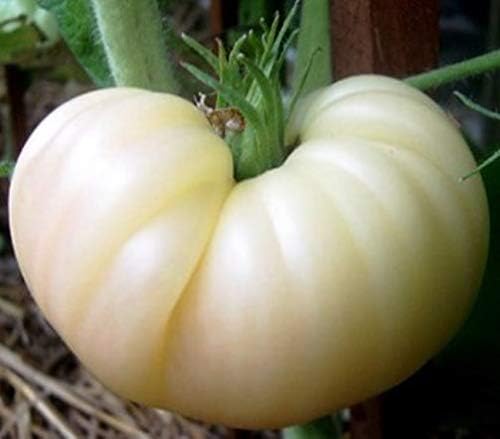 NIKA SEEDS - Seeds Vegetable Tomato Great White - 25 Seeds