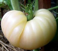 NIKA SEEDS - Seeds Vegetable Tomato Great White - 25 Seeds