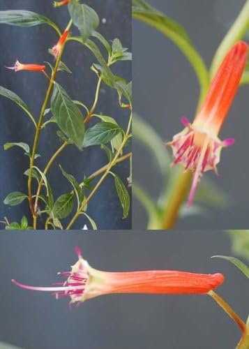 10 Firecracker Cigar Plant (Cigarette/Mexican Cigar) Cuphea Ignea Flower Seeds