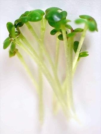 Red Giant Mustard Seeds: 4 Oz - Non-GMO Seeds for Herb Gardening, Growing Microgreens, Vegetable Garden