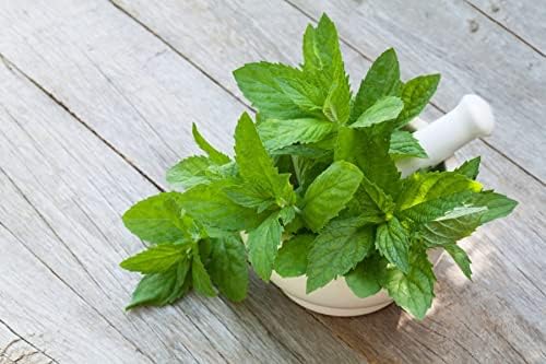 SeedsUP - 300+ Seeds Melissa Lemon Balm Mint - Herb Green