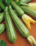 Squash Zucchini Italian Striped Garden Heirloom Vegetable by Seed Kingdom 20 Seeds
