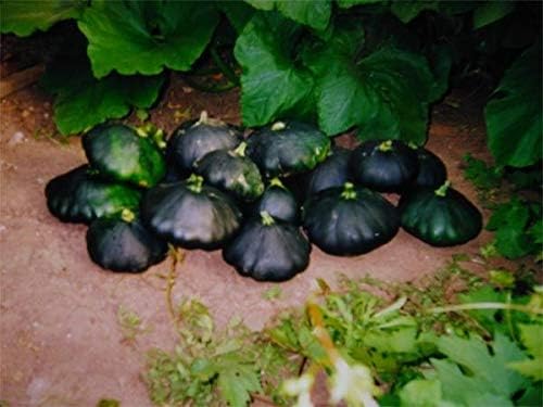 NIKA SEEDS - Seeds Vegetable Black Patty Pan Squash Scallop Zucchini - 5 Seeds