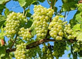 Generic Fresh 50pcs Grape Fruit Seeds for Planting Yellow 1