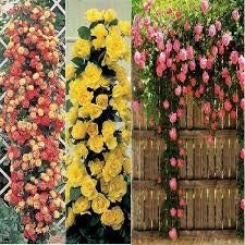 Generic Fresh 100pcs Rose Flower Seeds for Planting Light Pink Yellow