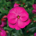 Park Seed Impatiens Flowering Plant Seeds, Florific Violet New Guinea Flowers, Pack of 15 Seeds