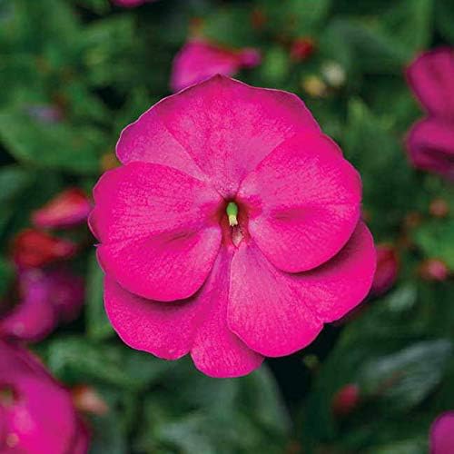 Park Seed Impatiens Flowering Plant Seeds, Florific Violet New Guinea Flowers, Pack of 15 Seeds