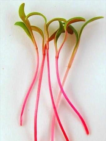 Ruby Red Swiss Chard Seeds: 4 Oz - Vegetable Garden & Microgreens Seed - Non-GMO Seeds for Indoor & Outdoor Gardening