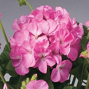 Outsidepride Pink Bicolor Geranium Seeds for Planting - 25 Pcs Annual, Heat & Drought Tolerant Flower Seeds with Green Foliage & Pink Blooms for Pots, Borders & Lush Summer Garden Displays