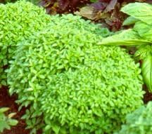 Basil Spicy Globe Great Garden Herb by Seed Kingdom Bulk 1/4 Lb Seeds