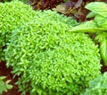 Basil Spicy Globe Great Garden Herb Seeds by Seed Kingdom (1,000 Seeds)