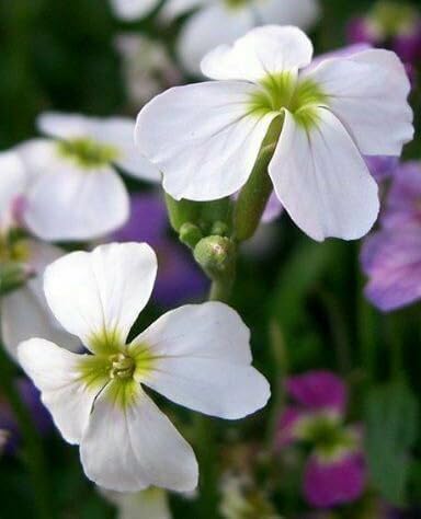 Viola Pansy Mars Helen Seeds Mixed Flower Perennial Garden Biennial Flowers Garden Non-GMO Viola Wittrockian Pensee Mix 100pcs