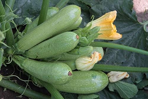 NIKA SEEDS - Seeds Vegetable Zucchini Bush Light Green - 30 Seeds