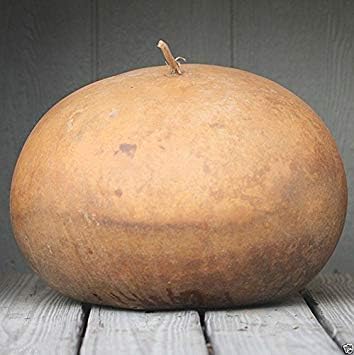 Bushel Basket Gourd Seeds,Fruit up to 100 lb,Make large baskets and decorations.(10 Seeds)