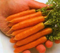 Carrot Little Finger Great Heirloom Vegetable Seeds by Seed Kingdom 2,000 Seeds