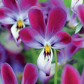 Park Seed Viola Flower Plant Seeds, Easy to Grow, Perfect for Spring Garden, Bunny Ears, Pack of 25