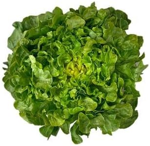 Park Seed Bauer Organic Lettuce Seeds – Sweet, Crisp Oakleaf Variety with Compact Rosette Heads, Easy to Grow in Gardens or Containers, Cool-Season Favorite, Pack of 100