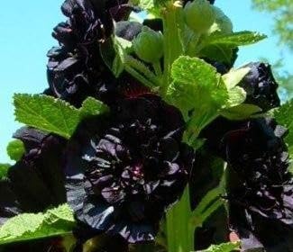 Seeds Black Hollyhock Double 30 Seeds for Planting Flowers Perennial Plant