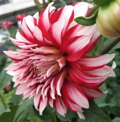 Rare Mix Dahlia Pompon Flower Seeds Colorful Variabilis Beautiful Annual Outdoor Lawn Plant Bonsai Flowering Seeds Bloom 100pcs