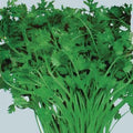Organic Specialty Cilantro Seeds 100+ Seeds