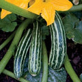 Park Seed Zucchini Squash Seeds – Grow Your Own Organic Garden Vegetables, Cocozelle, Italian Heirloom with Striped Skin, Bush Habit for Small Spaces, Ultra-Tender Flavor, Pack of 20