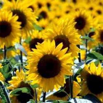 Wildflower Seed Mix, ASSORMENT of Perennial & Annual, 1 Pound Package