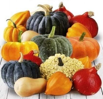 Seeds Colorful Edible Pumpkin Mix 7 Sweet Varieties 20+ Seeds Non-GMO Annual Plant