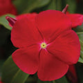 Park Seed Pacifica XP Really Red Hybrid Vinca Seeds - Pack of 250 Seeds, Vibrant Watermelon-Red Blooms, Heat and Drought Tolerant, Perfect for Beds, Borders, and Containers