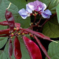 Park Seed Hyacinth Bean Seeds – Ornamental Climbing Vine with Lilac-Rose Flowers and Ruby-Purple Pods, Fast-Growing Annual, Nitrogen-Fixer for Garden Soil Health – Pack of 25
