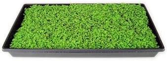 White Stem Pak Choi Cabbage Seeds: 5 Lb - Bulk, Non-GMO Pakchoi Sprouting Seeds - Micro Greens, Vegetable Gardening