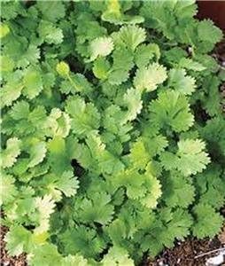 Cilantro, Slow Bolt Seeds, Herb, NON-GMO, 50 seeds per package